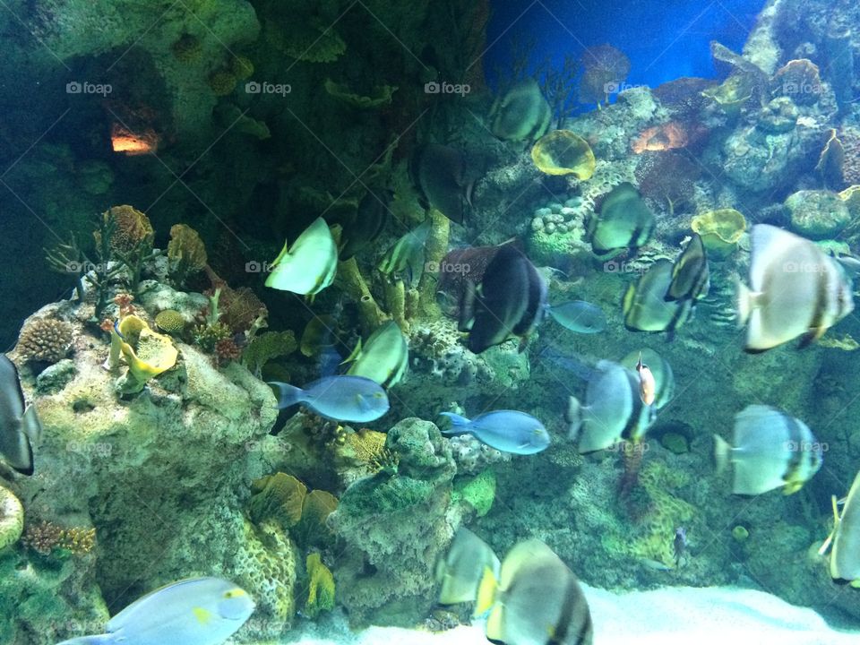 Sea life