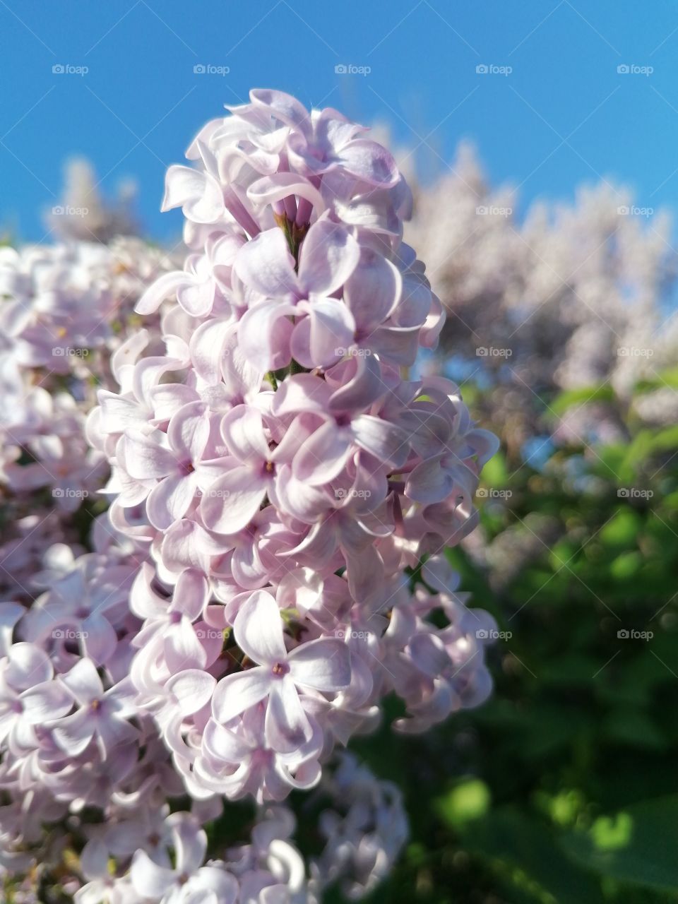 Lilac