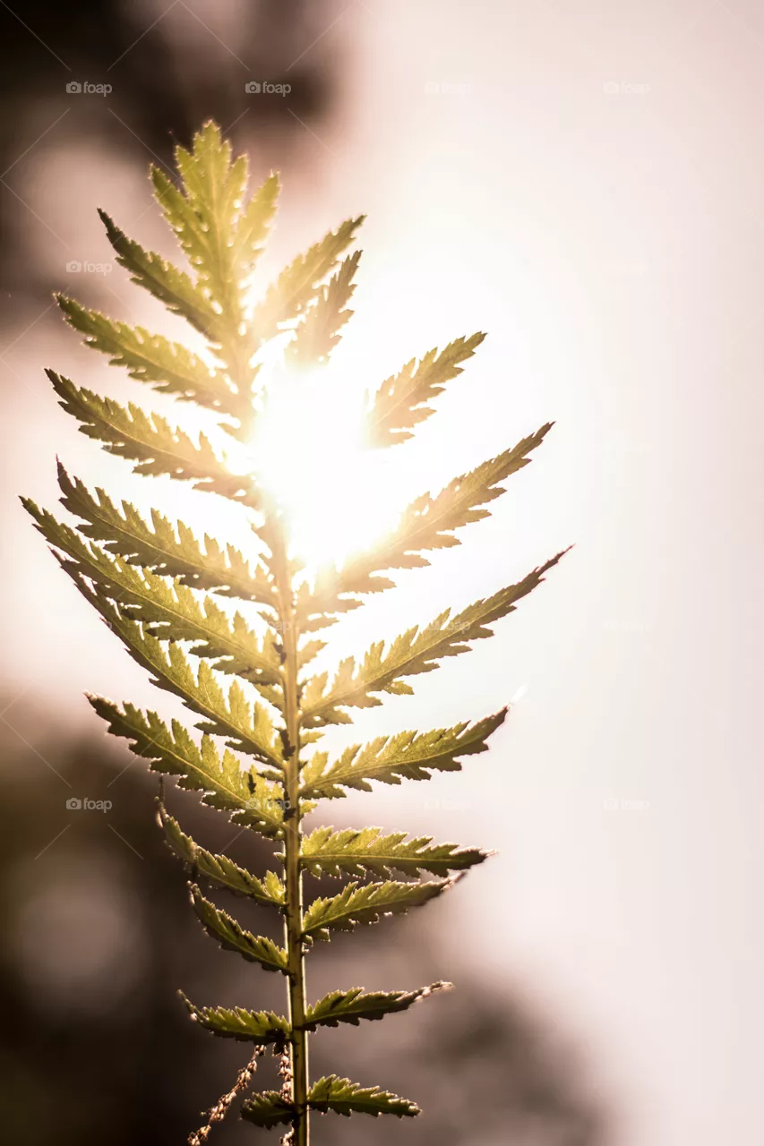 leaf
