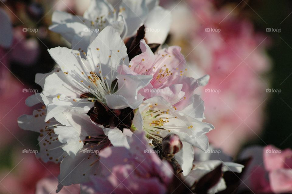 peach blossoms