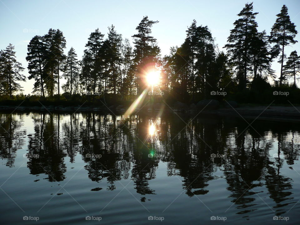 forest trees reflecting in a lake