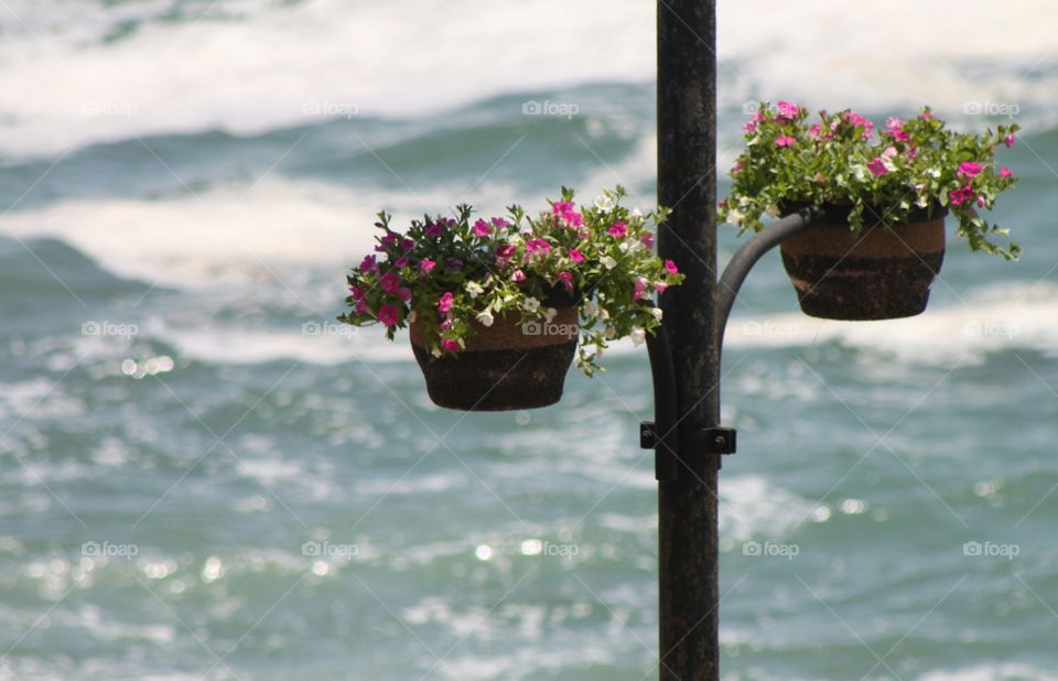 Flores no mar