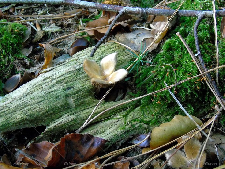 Little star shaped fungi on the forest bedding