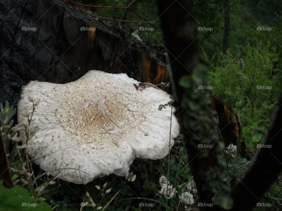 Mushroom are very famous in vegetables. this is a forest mushroom, we can't eat this. but looks like that. yoh will easily find this if you ever visit the green valley of Himachal Pradesh Kullu