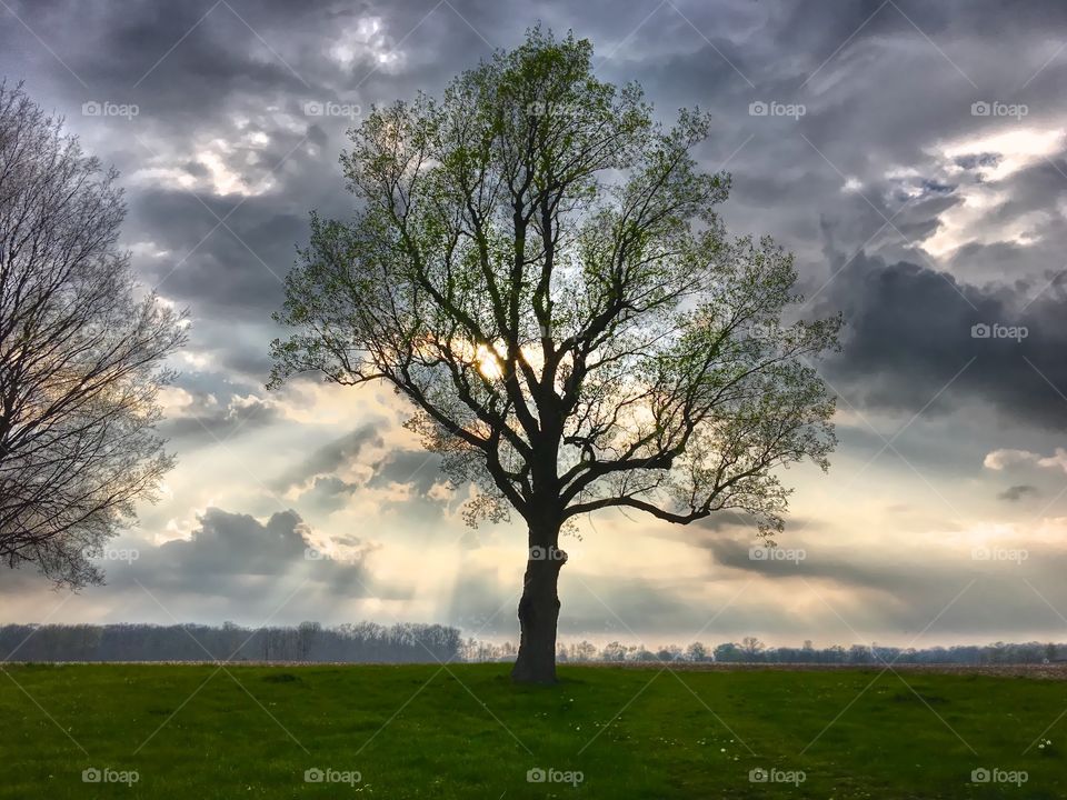 Spring in the country 