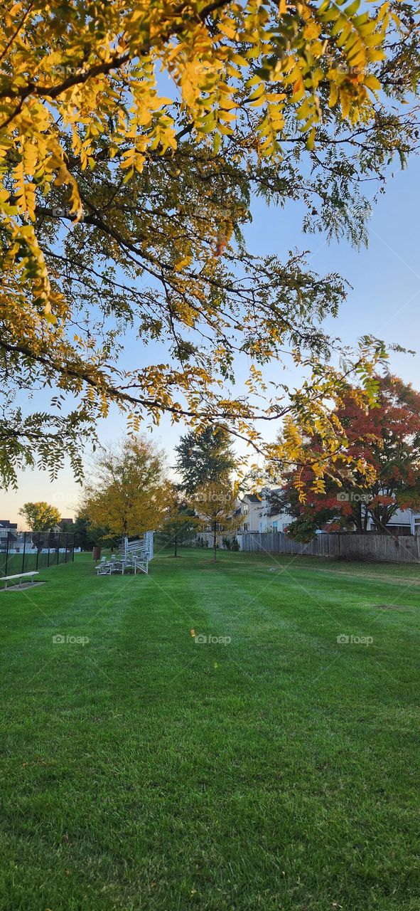 Can you find the spider making a web on this tree branch?