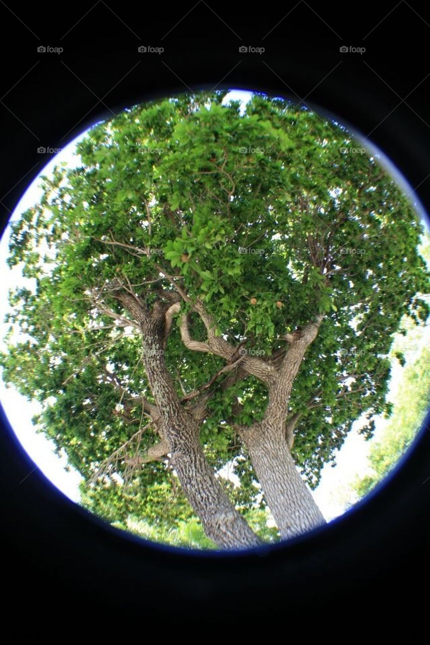 Sapodilla Trees