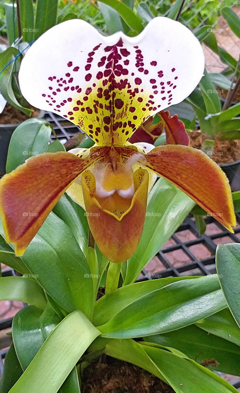 slipper orchid. lady slipper