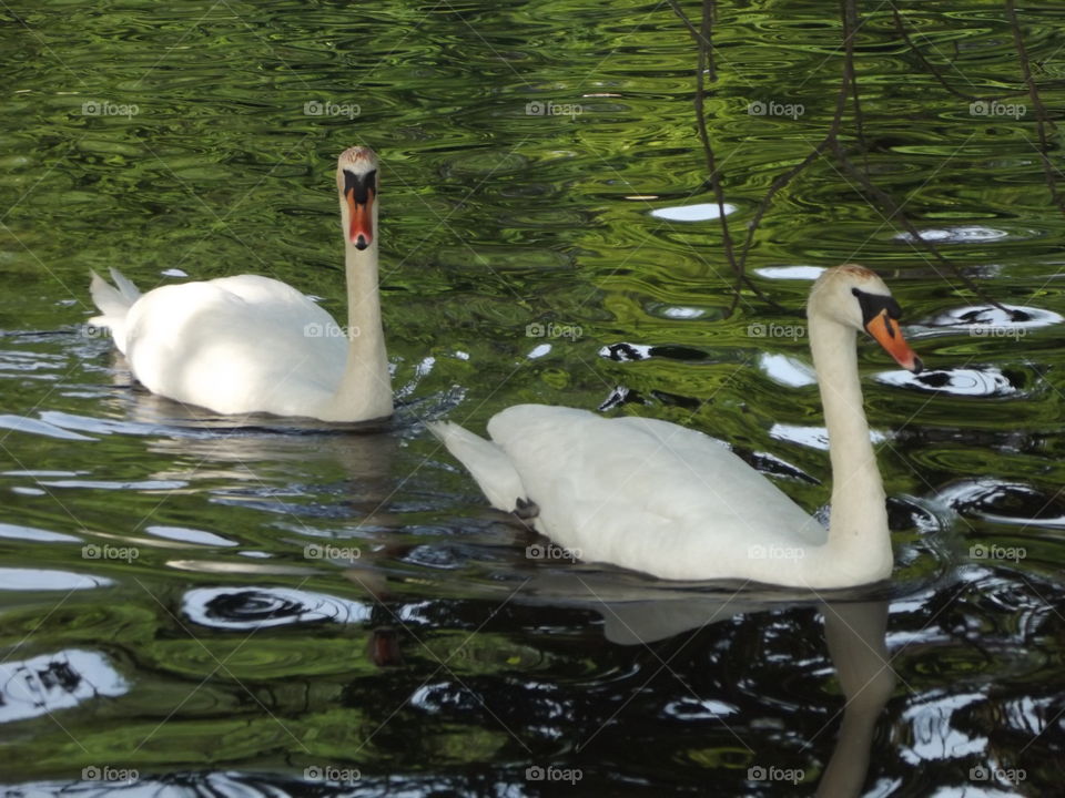 Beautiful Swans