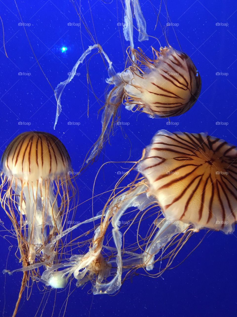 Jelly fishies 