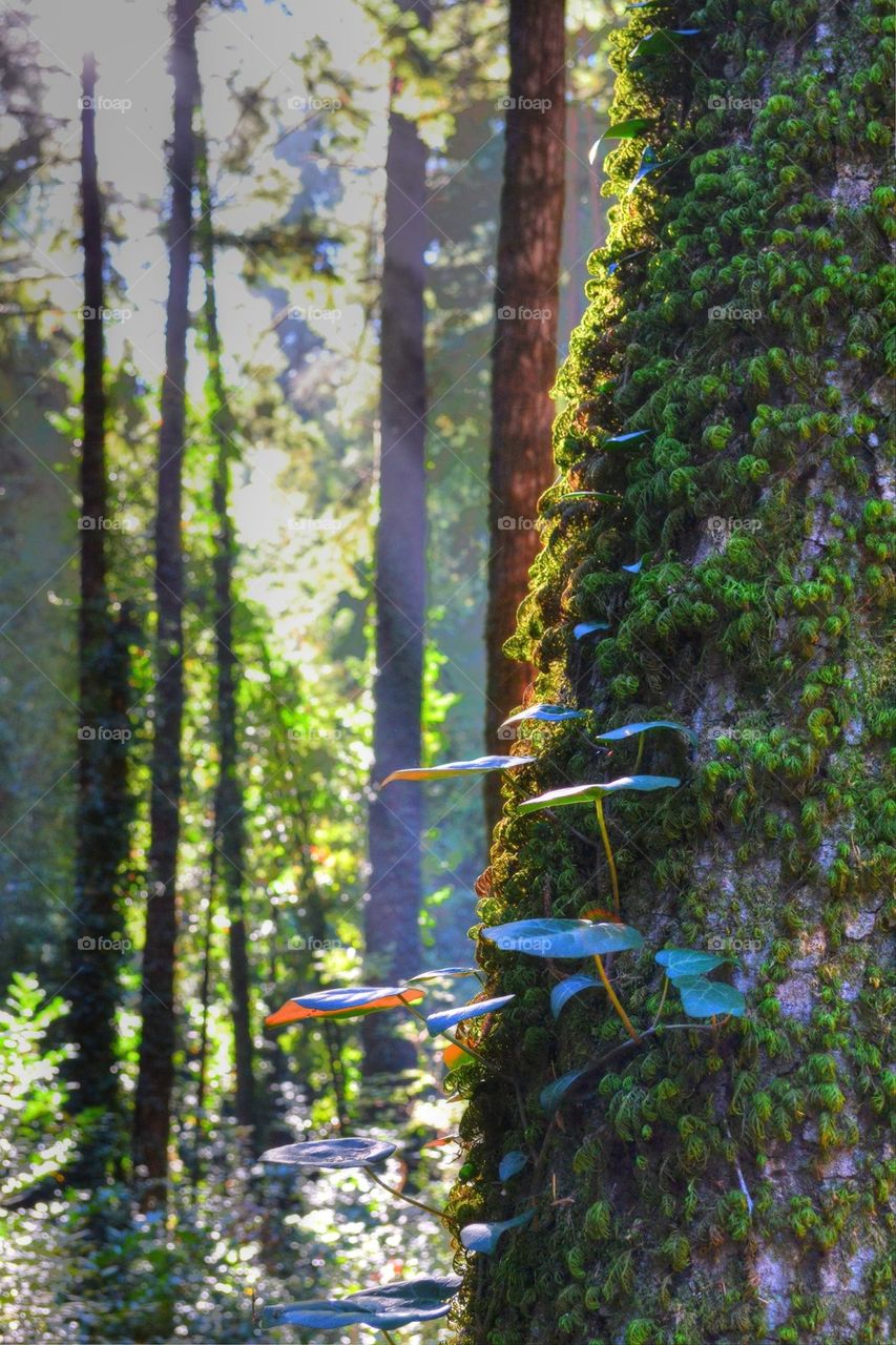 Tree trunk in forest