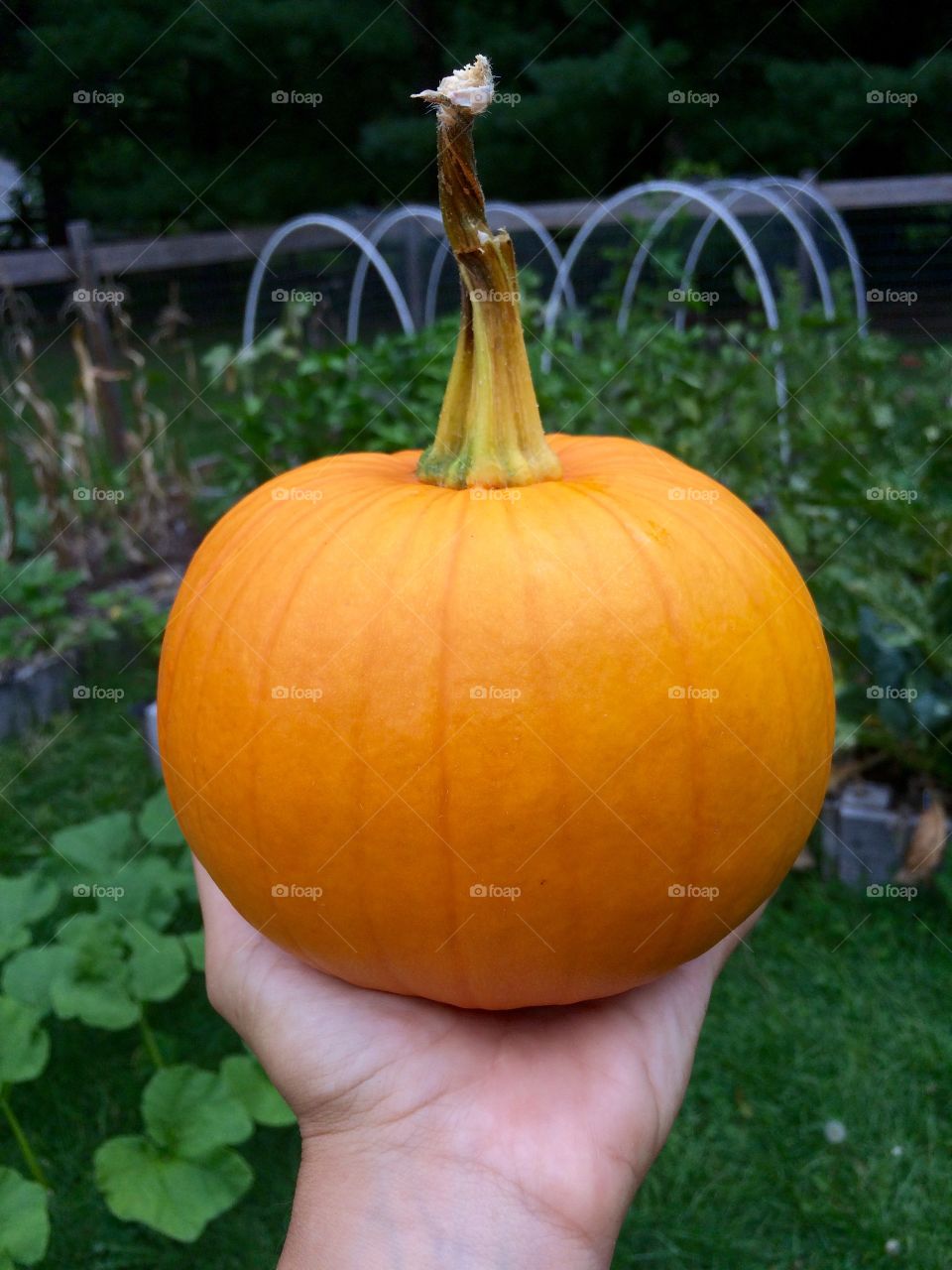 1st pumpkin