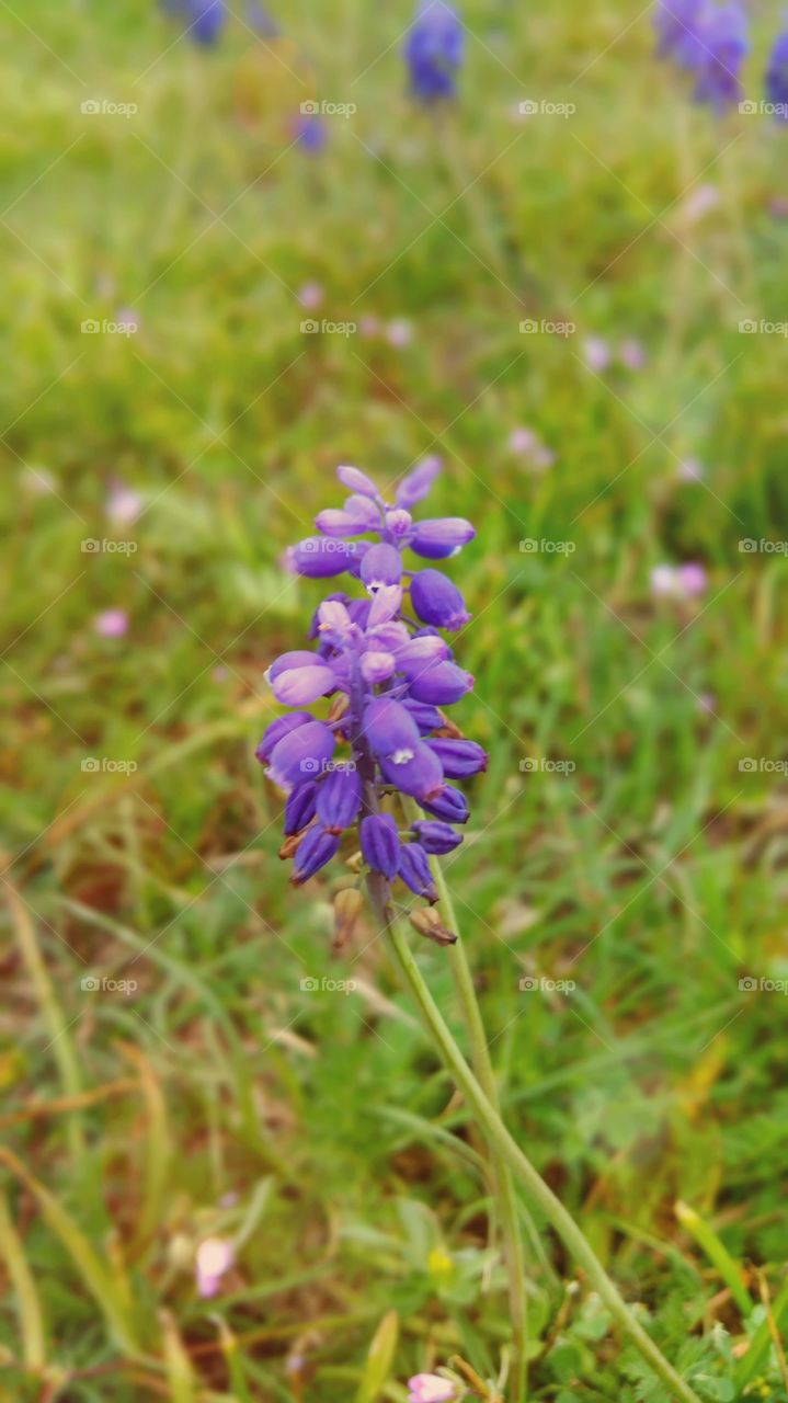 Blue Bonnet 