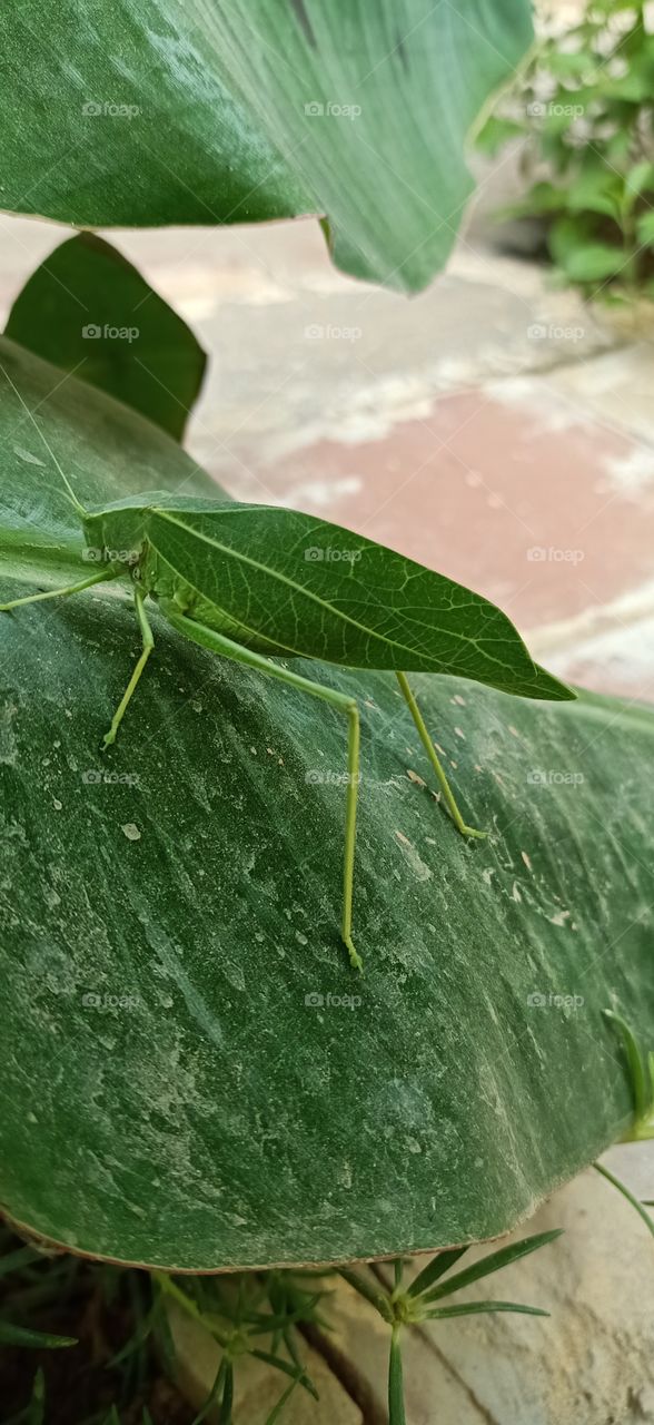 grasshopper