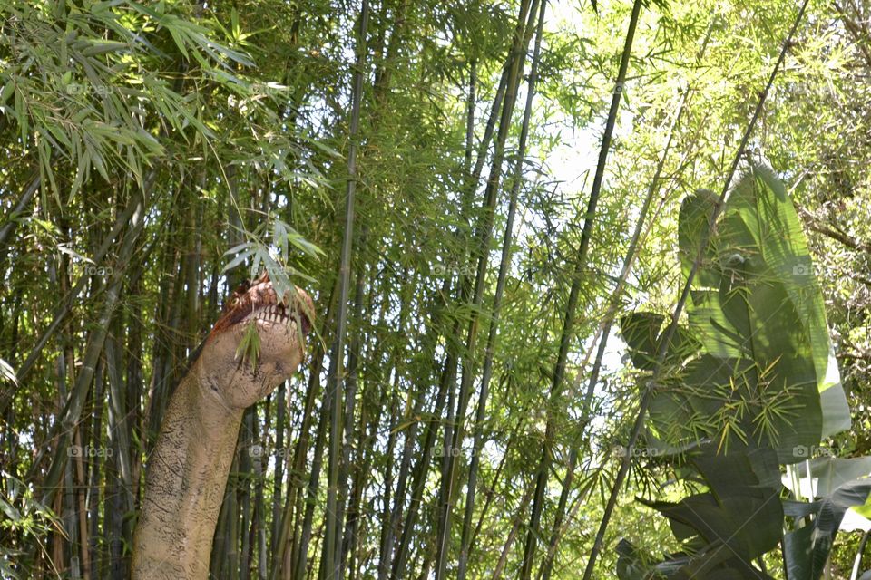Off-centered head of dinosaur in bamboos at zoo