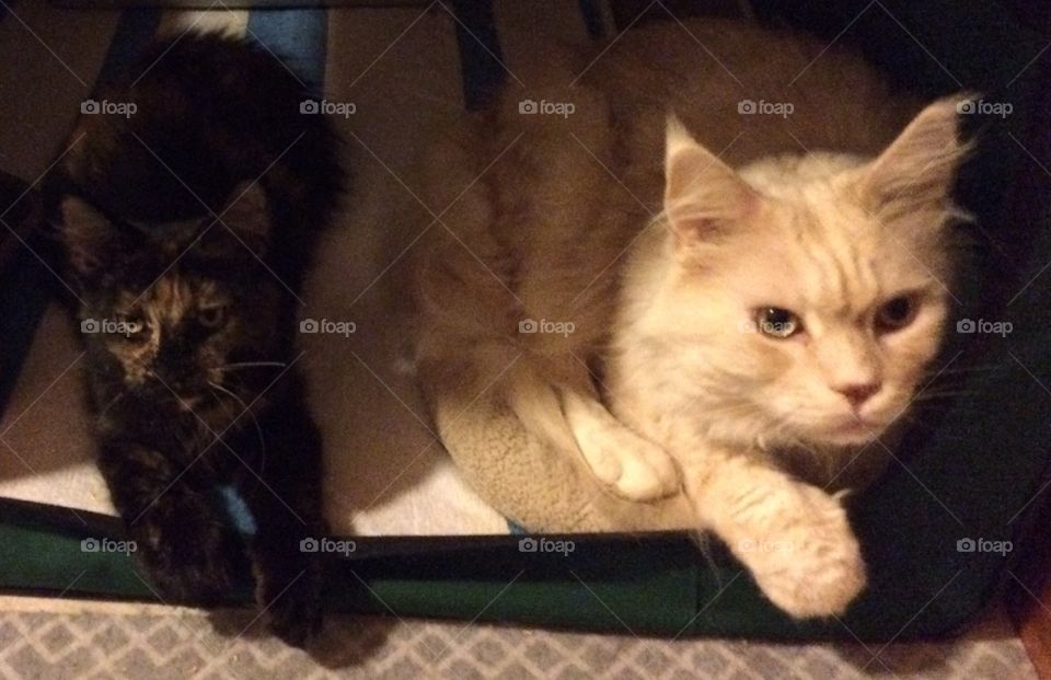 Artesia and her Uncle Falcon