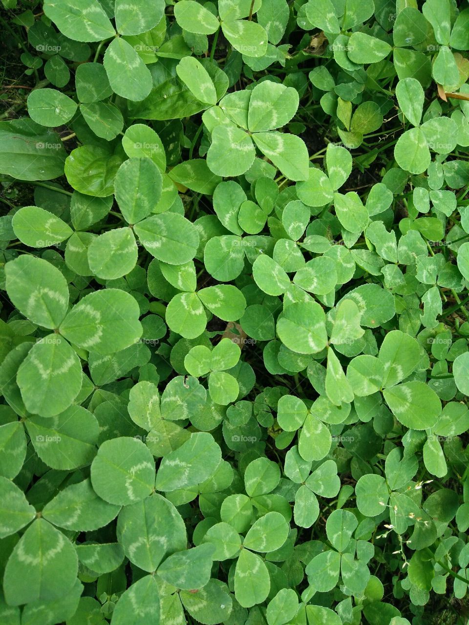 a group of colorful green spontaneous clovers in a garden in springtime