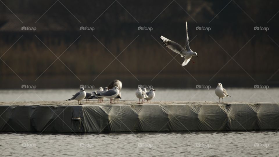 Bonaparte‘s Gulls