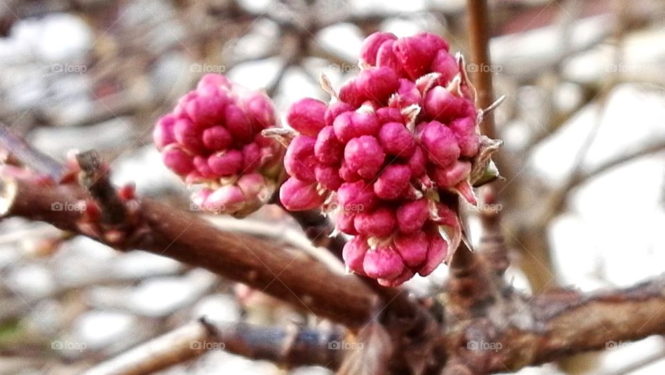 pink spring flowers