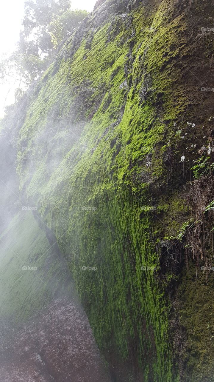 Moss near waterfall cliff