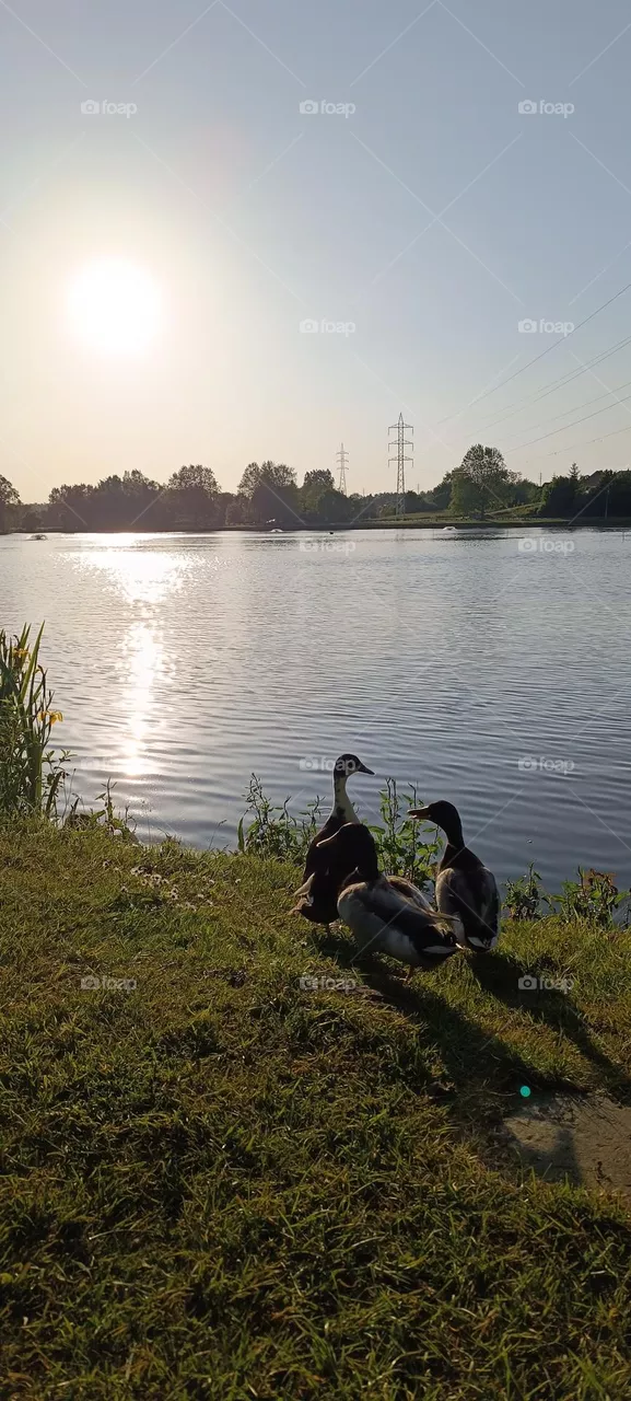 Duck walk