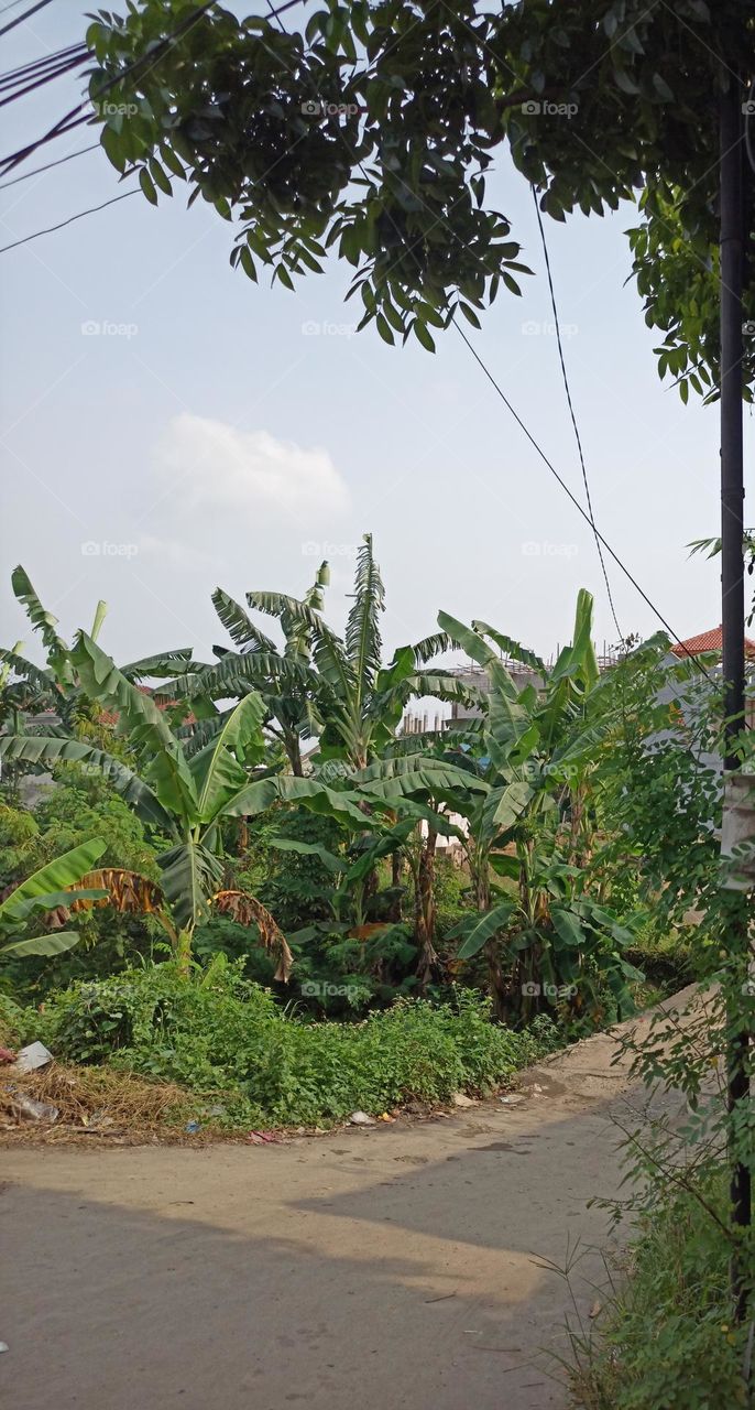 The Simple Banana Garden at The Simple Village