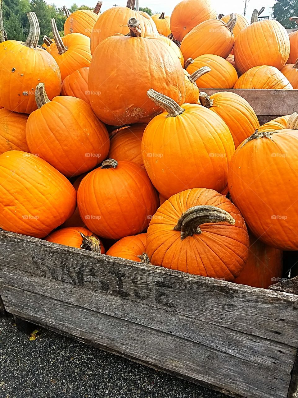 pumpkins for sale in the fall