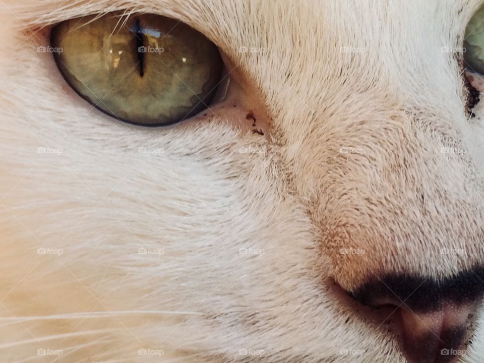 Olho do gato de perto