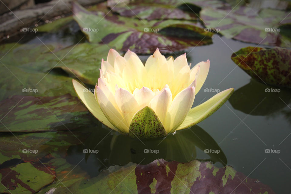 Lotus Flower