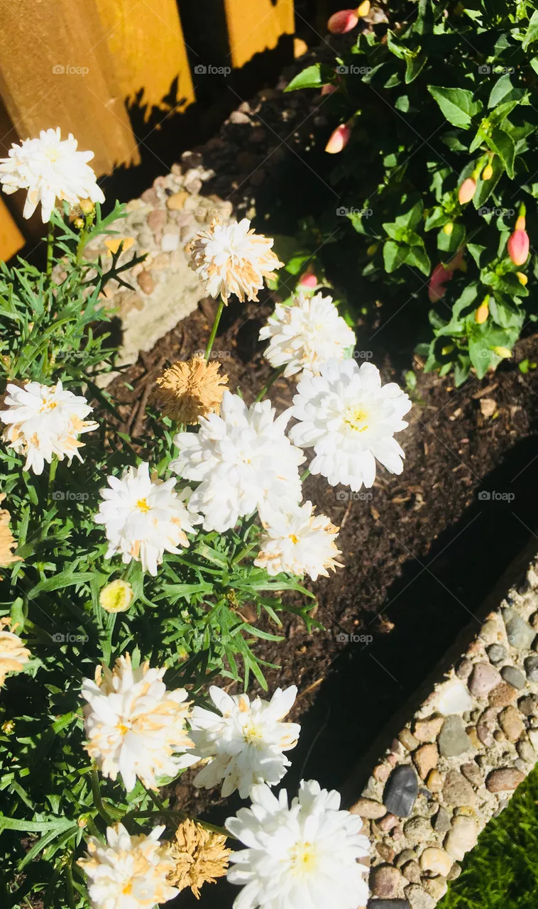 Blume