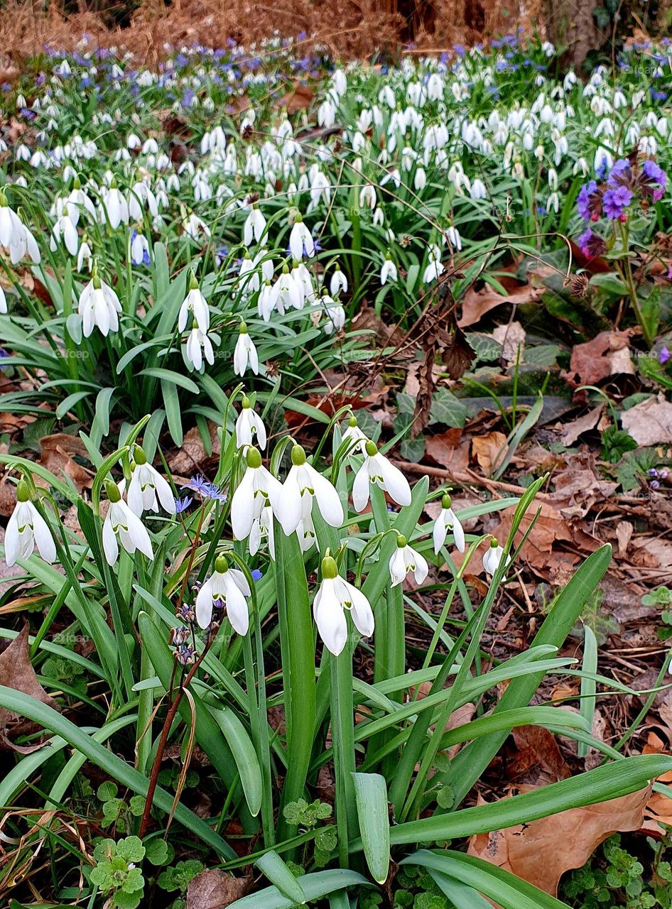 Snow flowers