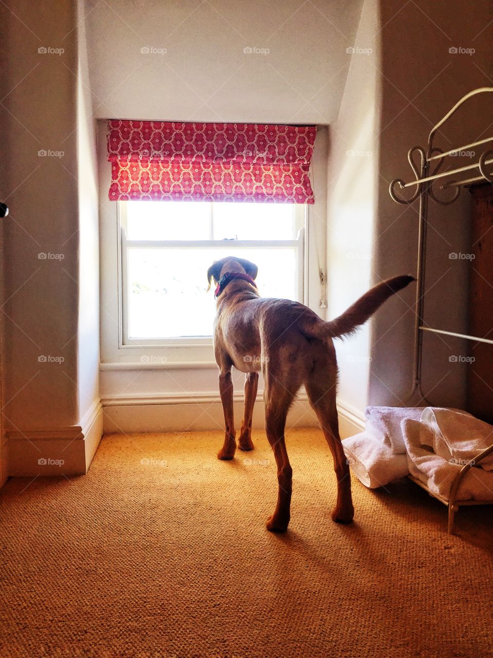 A home alone dog staring out of a window whilst waiting for his master to come home