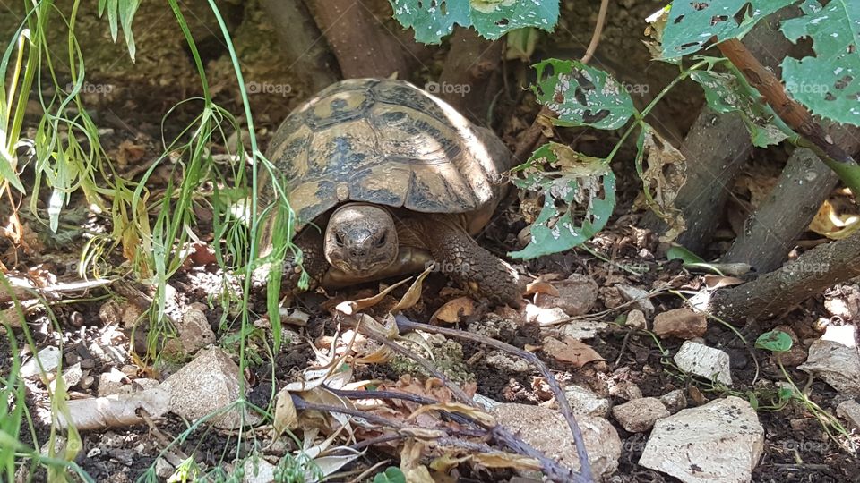 turtle in the bush