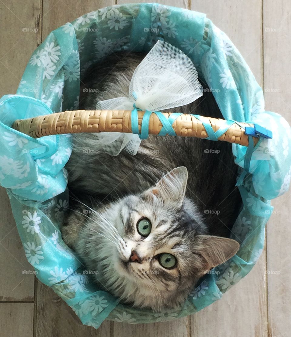 Silver cat into a wicker basket 