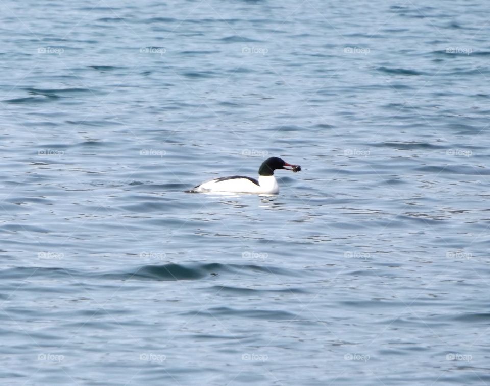 Common Merganser 
