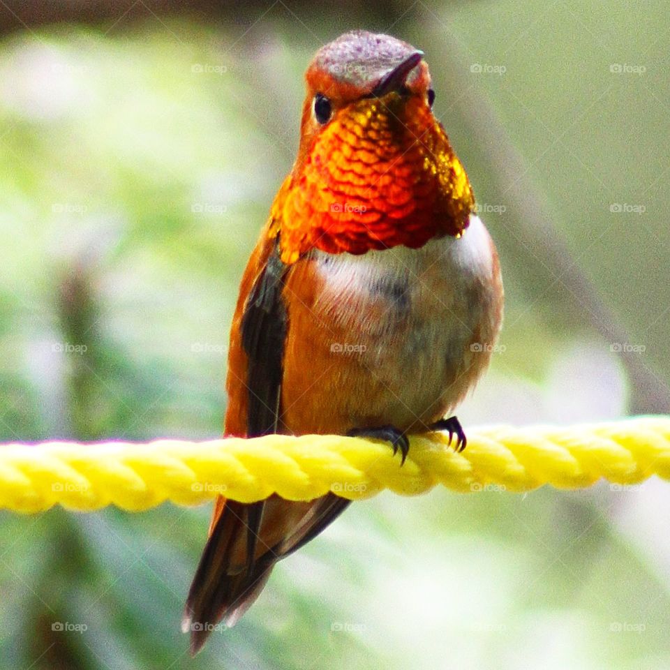 Humming bird on rope 