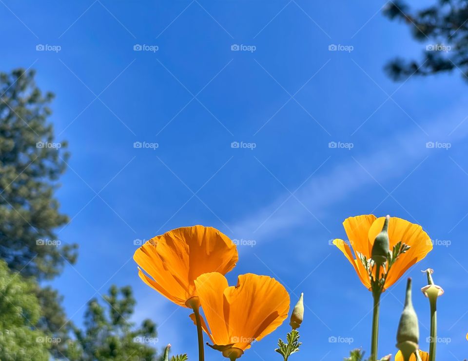 Blue sky and poppies 