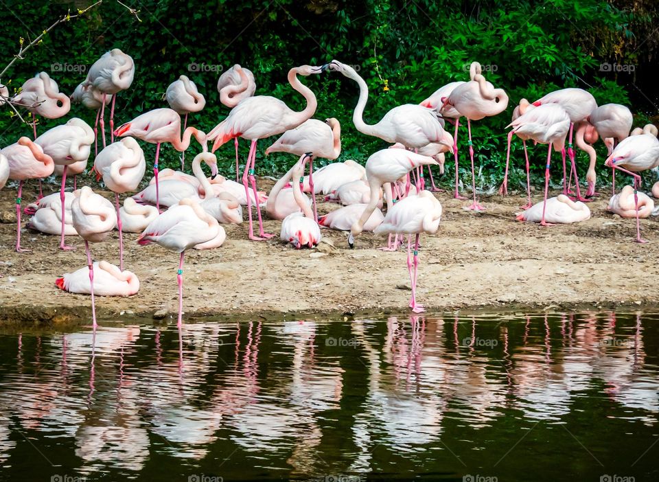 Flamingo kiss