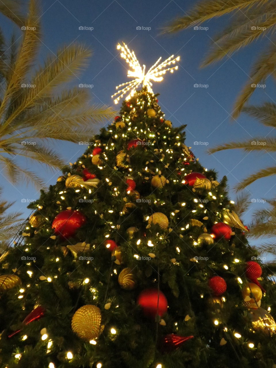 Beautiful Christmas lights and tree.