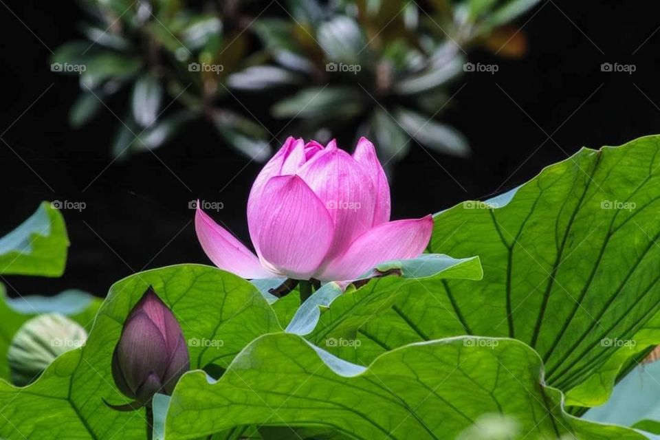 Lotus flowers