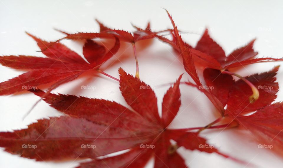 Japanese Maple. White background. Studio shot