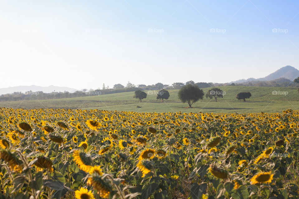 Scenery of beautiful sunflower field