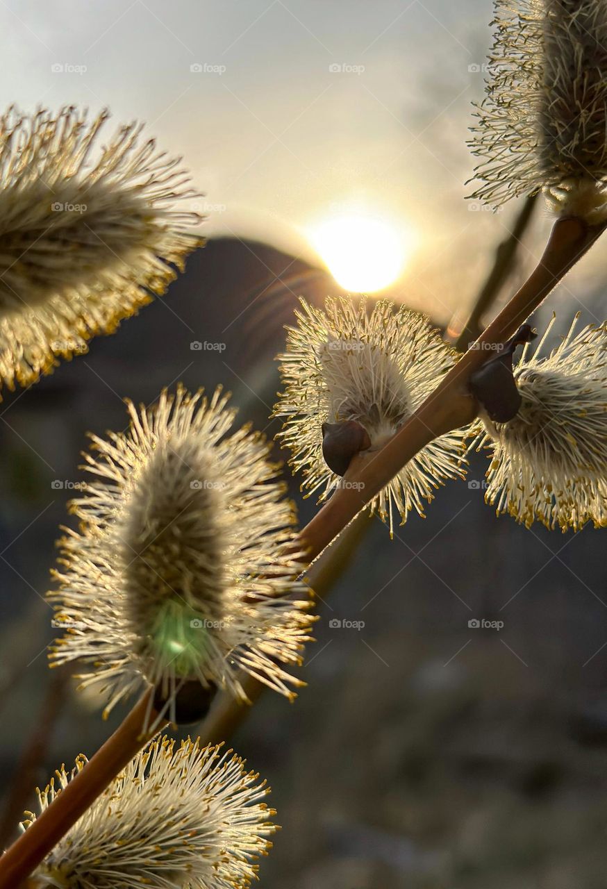 Blooming willow in the rays of sunset