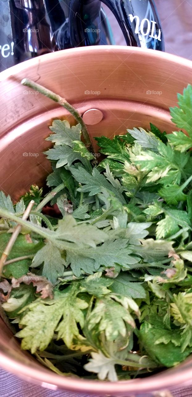 Mugwort Still Essential Oil Making