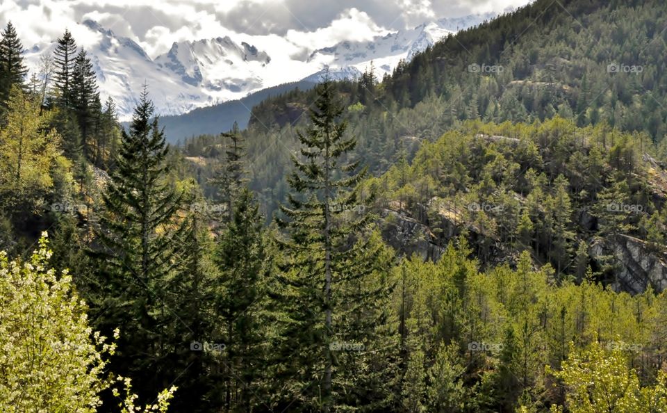 High angle view of trees in forest