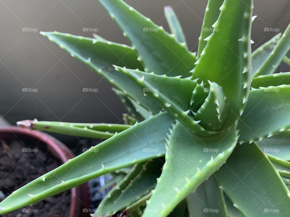 The green, spiked leaves of an aloe Vera planet 