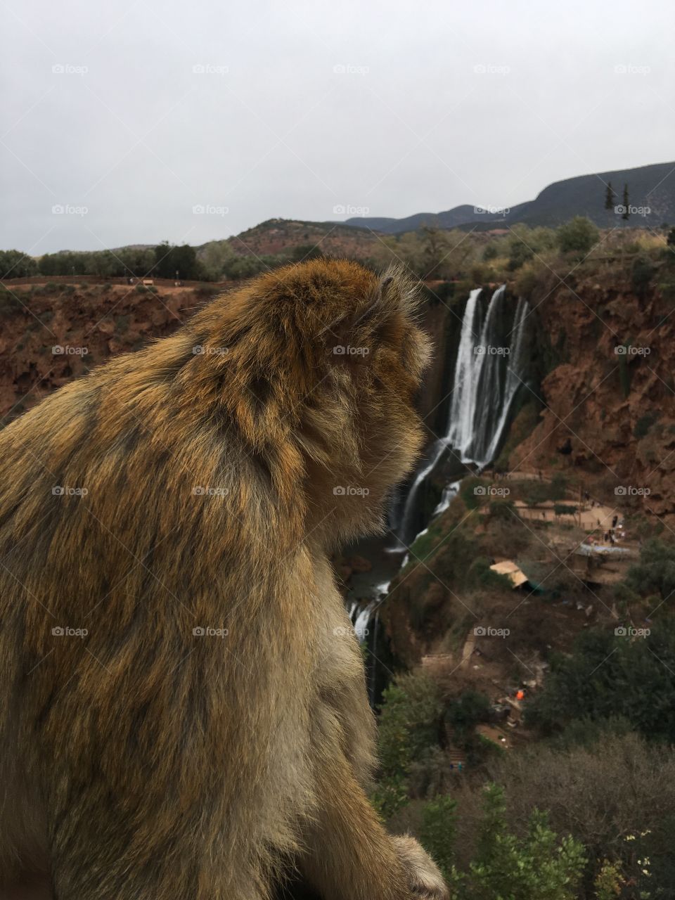 Monkey looking at waterfalls
