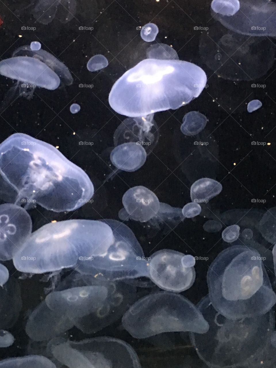 Jellyfish lit from behind 