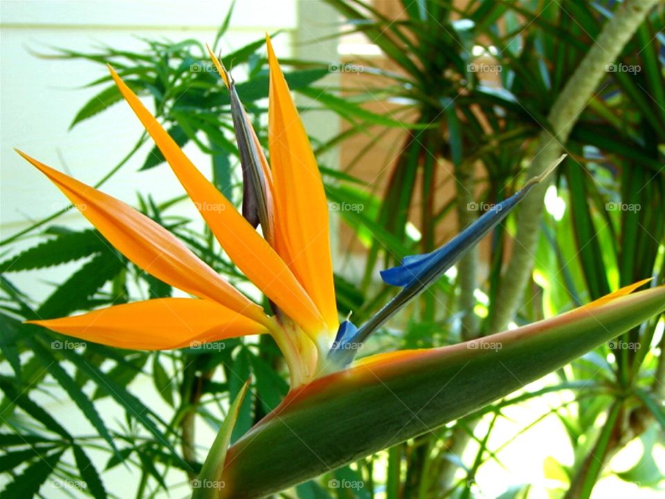 Tropical Bird of Paradise, with beautiful Cannabis in background.
