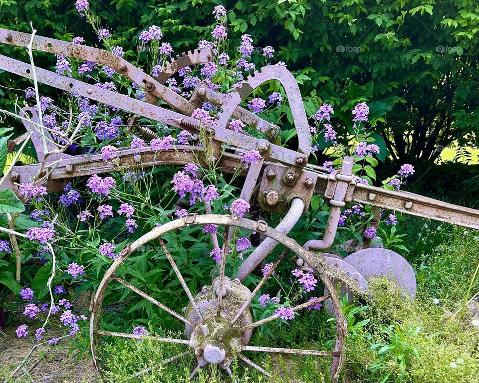 Spring flowers growing through an old plow
